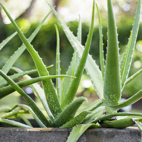 Aloe Vera Plant (7889241833727)