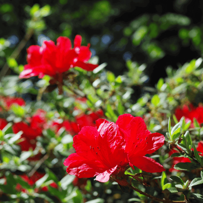 Red Bird Azalea (7890228609279)