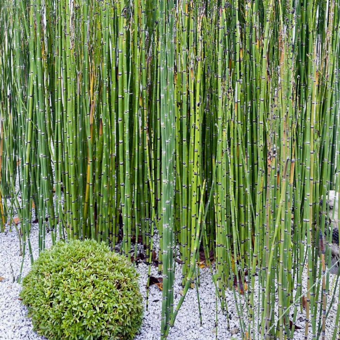 Scouring Rush Horsetail (7863714545919)