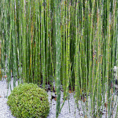Scouring Rush Horsetail (7863714545919)