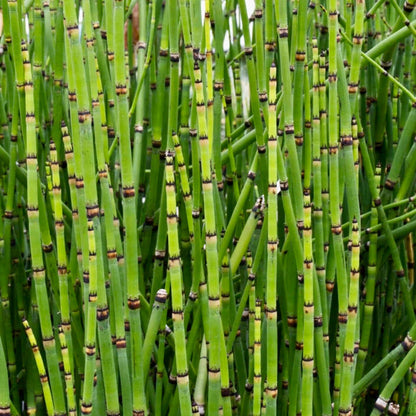 Scouring Rush Horsetail (7863714545919)